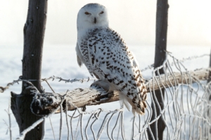 White Winter Owl3983911311 300x200 - White Winter Owl - Winter, white, Goldendoodle